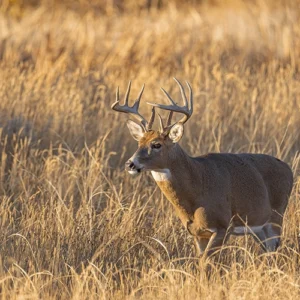 OHA_buck