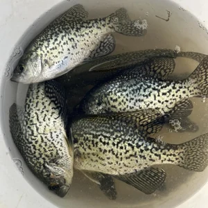 OHA_fish in bucket